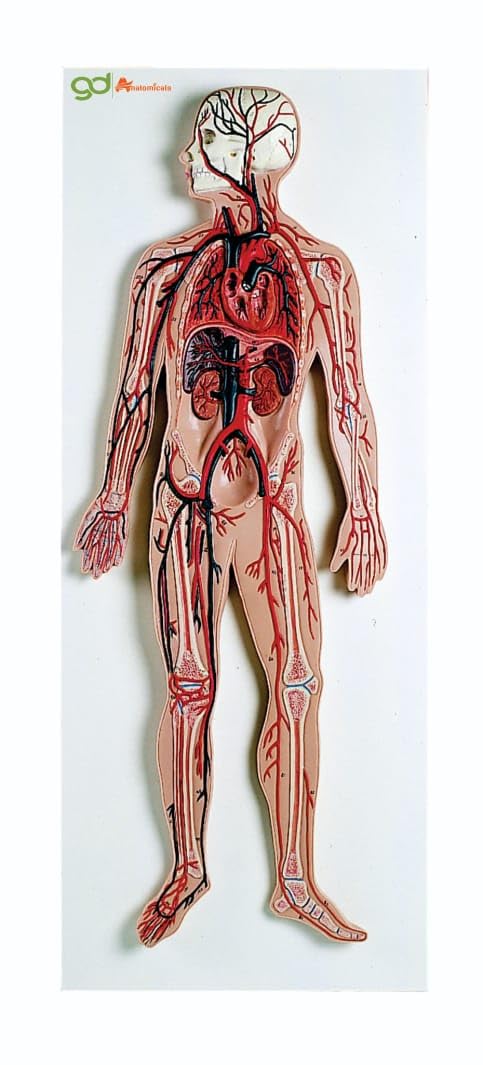 GD ANATOMICALS® Circulatory System Model - Lifesize Human Cardiovascular Anatomical Model for Medical Education, Cardiovascular Training, and Cardiovascular Health Awareness - Realistic 3D Cardiovascular Anatomy Model for In-Depth Study and Demonstration - Ideal for Medical Schools, Cardiology Clinics, and Health Education Programs".