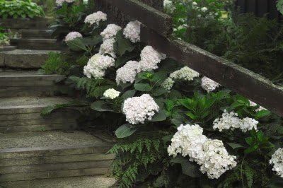 Miniatura 4 de Endless Summer Blushing Bride, (2 galones) Flores blancas puras con floretes semi-dobles que maduran gradualmente hasta convertirse en un rubor rosa