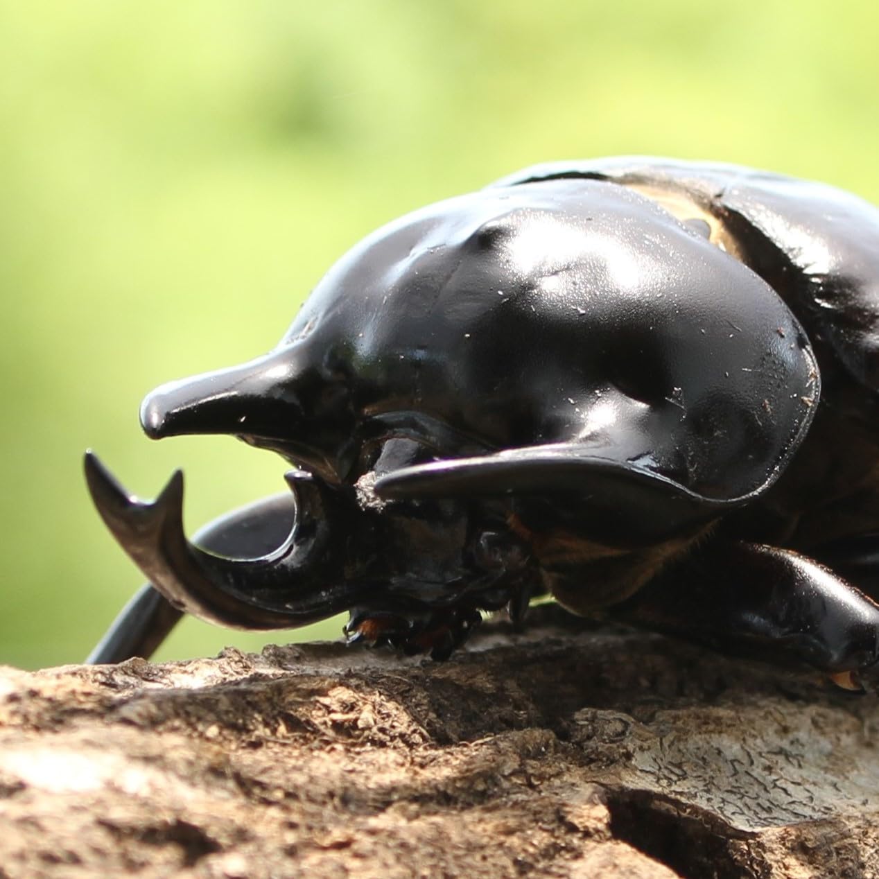 アクティオンゾウカブト 幼虫5匹 アクタエオン アクティオンゾウカブト 