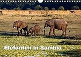 Elefanten in Sambia (Wandkalender 2019 DIN A4 quer): Die Elefanten im South Luangwa National Park können aus nächster Nähe beobachtet und fotografiert ... (Monatskalender, 14 Seiten ) (CALVENDO Tiere) - Johanna Krause