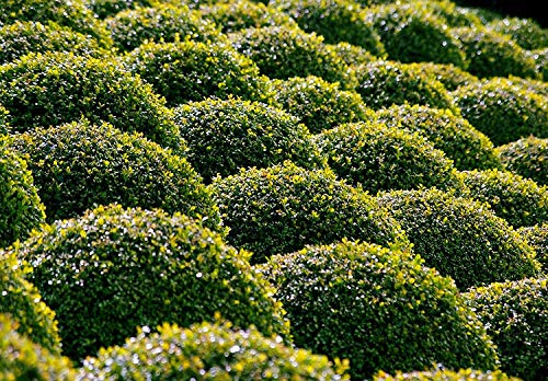 Winter Gem Boxwood | 12 Quart Size Plants | Buxus Microphylla Japonica | Fast Growing Cold Hardy Formal Evergreen Shrub #TOP4