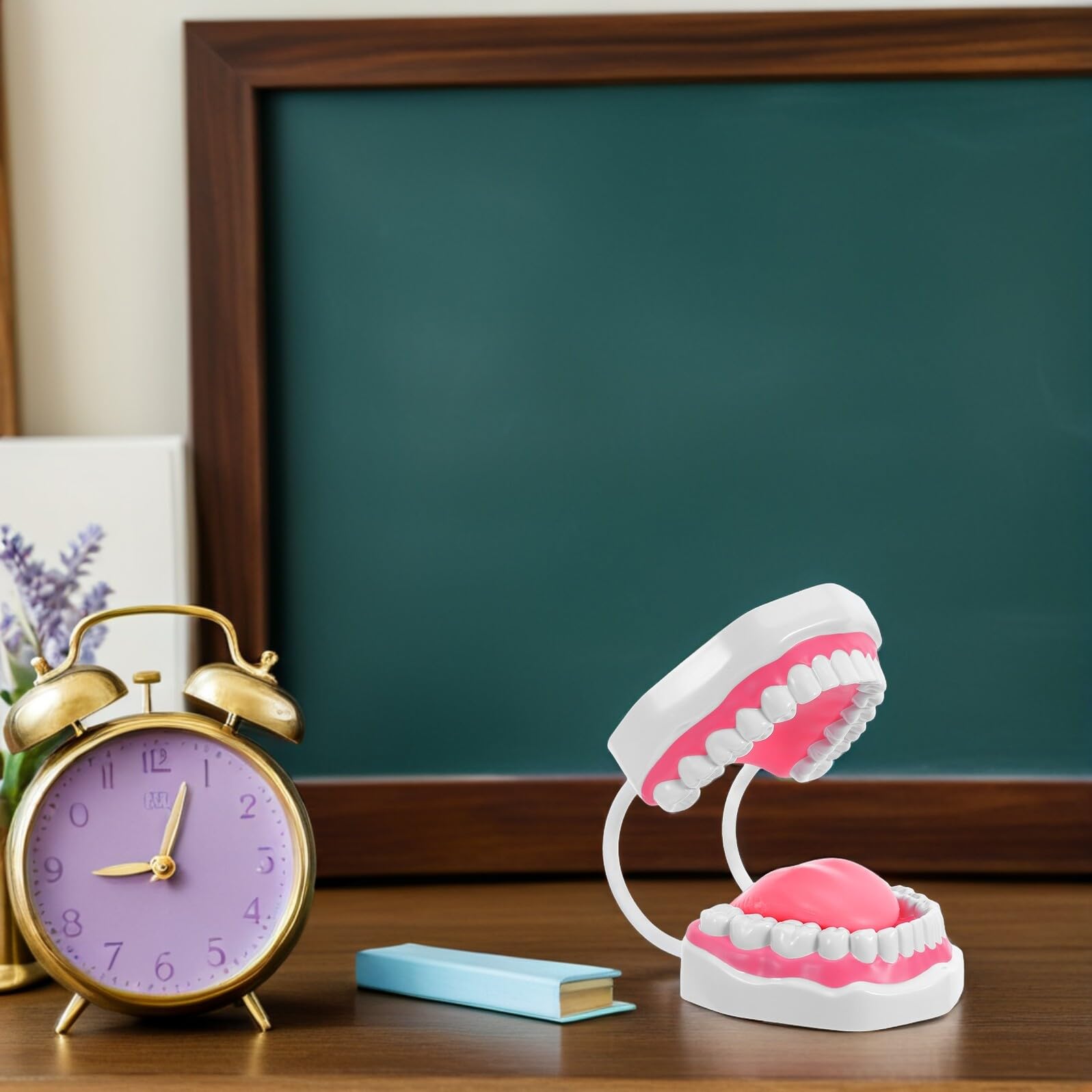 Modello Insegnamento Ingrandito Bianco per Cura Orale Educativo Strumento Pulizia Denti Adulti Propagazione Pratica Igiene Portatile e Facile da Pulire