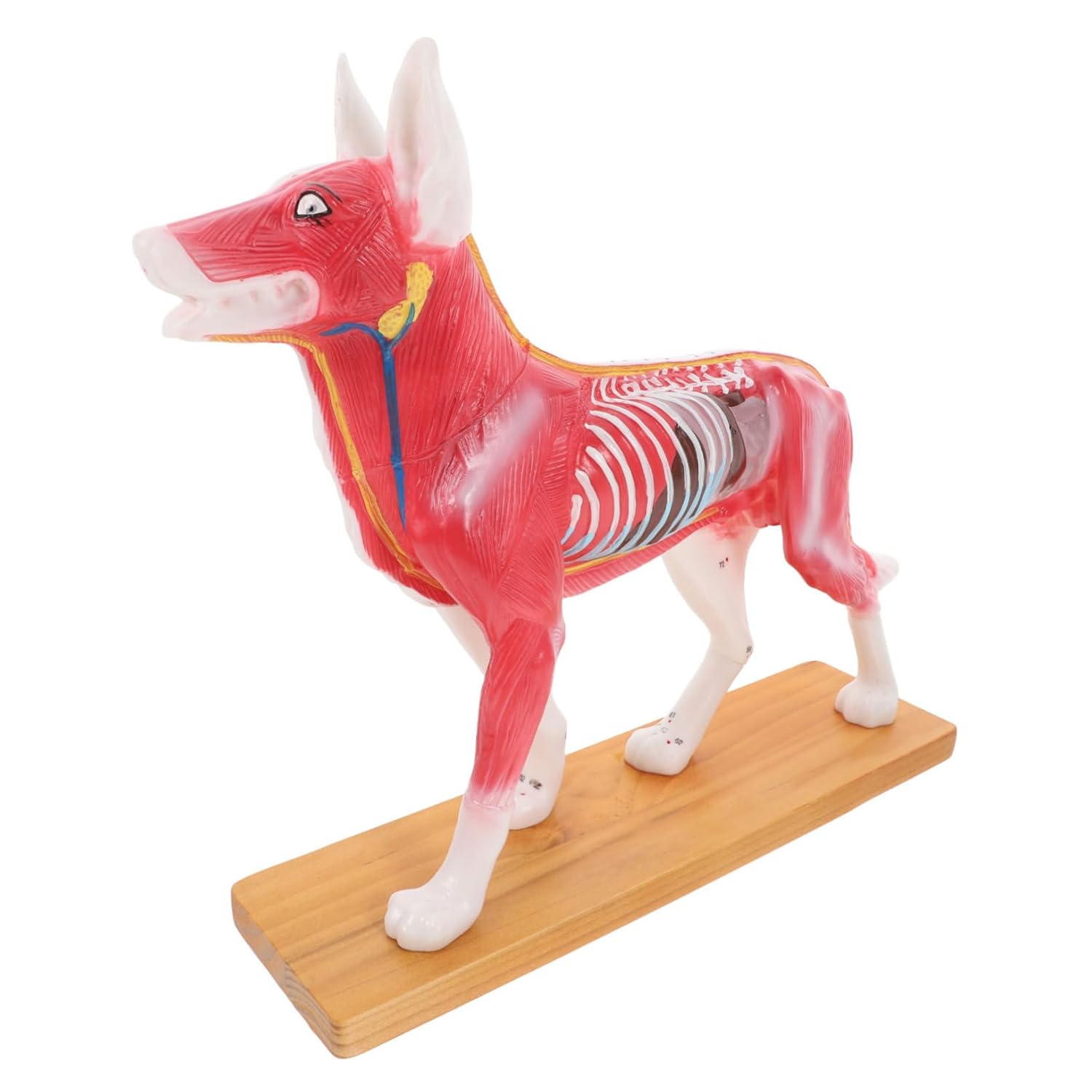 Luxshiny Canine Body Model Teaching Tool Model Anatomy Realistic Anatomy Teaching Study Supplies Dog Anatomy Model Canine Anatomy Model Tools for Dog Model