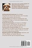 Süßer Teddy: Poochon / Bichpoo ( Bichon Frisé & Pudel Mix ) - Alle Informationen zum Welpenkauf für Anfänger und Locken-Liebhaber: Hundebuch für ... werden, Größen, Futter, Charakter, Toy