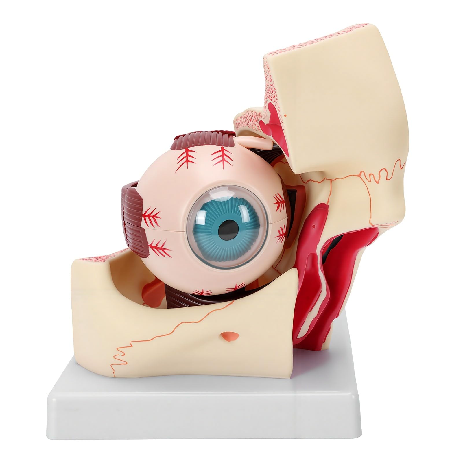 Rengue Vergrößertes Menschliches Augenanatomie-Modell mit Abnehmbaren