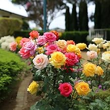 Live Grafted GreenSee Fresh Bloom Rose Plant with Multi-Coloured Blooms Mixed Variety Garden Rose Plant Pink Red Yellow Flowers (pack of 1without pot) G