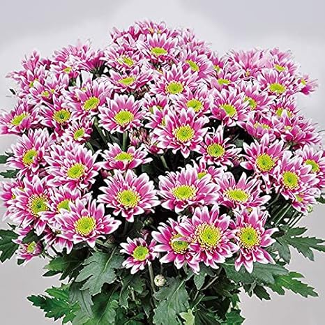 Amazon 国華園 洋菊苗 切花菊 アルバ契 Pvp 登録品種 3株 21年秋商品 鉢