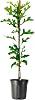 Shumard Red Oak | 1 Large Trade Gallon Size Pot | Quercus Shumardii | Shade Tree | Fast-Growing Landscape Plants