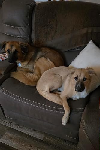 3PCS Pet Grooming Rake & Metal Comb & Flea Comb for — alternate color or size variant on Amazon