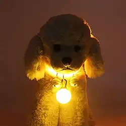 VAZZIC Coleira luminosa para gatos e cães, coleira luminosa fluorescente, recarregável por USB, coleira para cães para passeio noturno, coleira luminosa para cães
