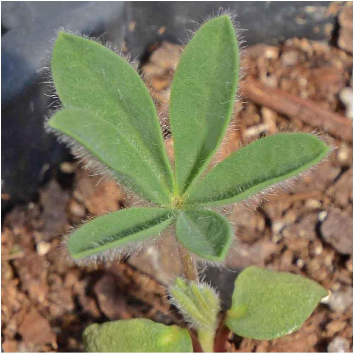 Everwilde Farms - 1/4 Lb Mountain Lupine Native Wildflower Seeds - Gold Vault