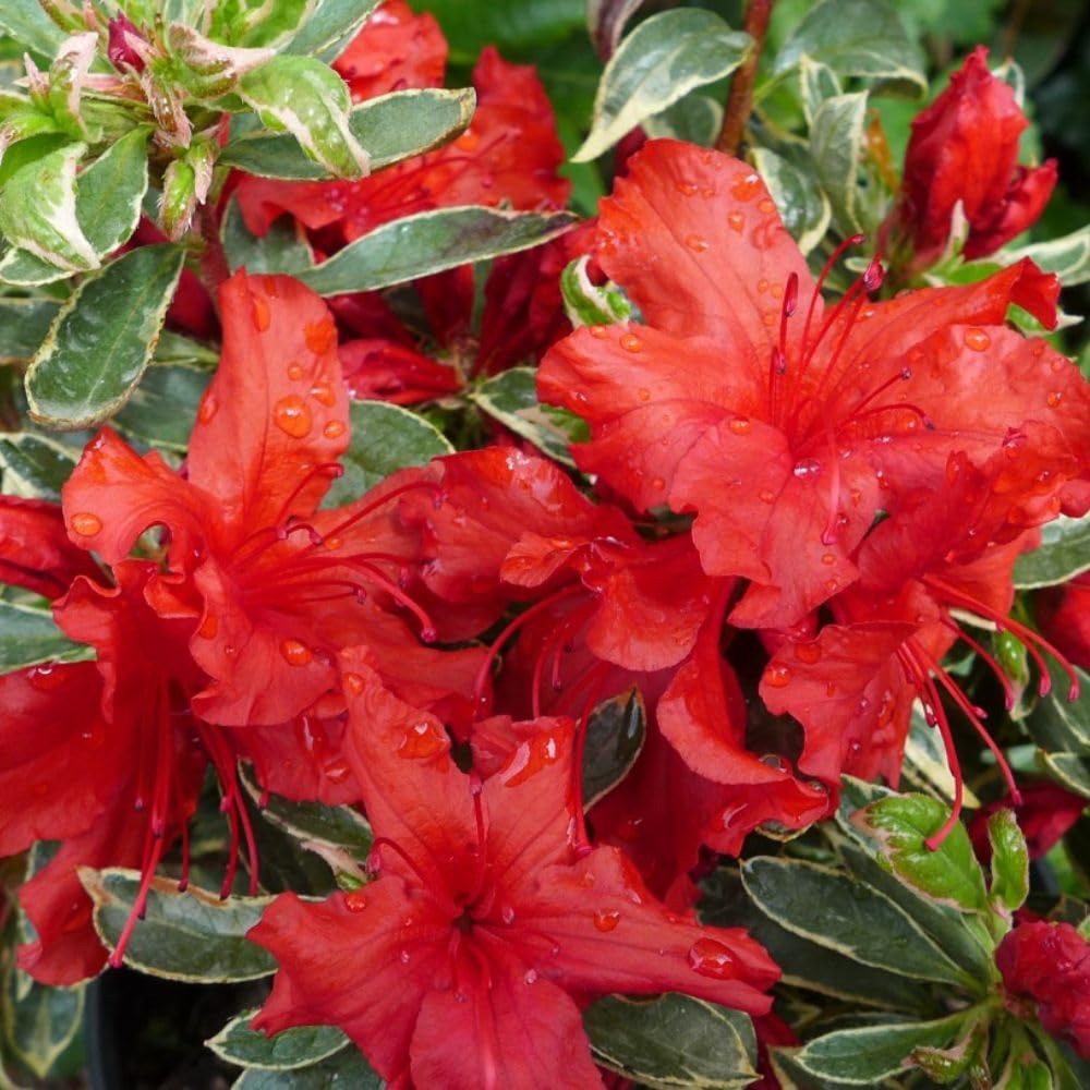 Rhododendron 'Girard's Variegated Hot Shot' - Hardy Evergreen Azalea with Variegated Foliage and Orange-Red Blooms - RHS Award Winner – 2X 3 Litre Potted Plants by Thompson & Morgan