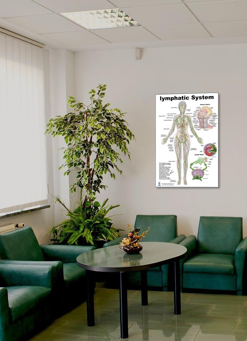 Blue Tree Publishing Lymphatic System Anatomical Chart – Human Body Lymph Nodes, Vessels & Organs Poster – Medical, Nursing, Biology Study Guide – for Doctors, Students, Classrooms (24 * 36inch)