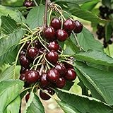 Semillas del cerezo - SOLAR - miniatura CEREZO - Juicy Fruit - 10 Semillas