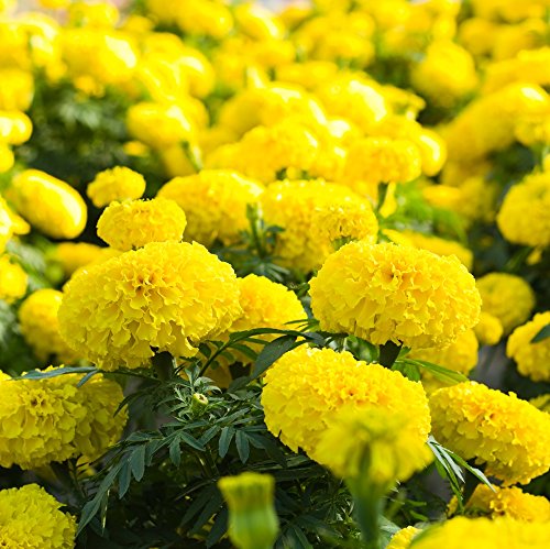 Semillas de Marigold Lemon Drop - Tagetes erecta
