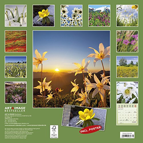 Wildblumen 2019: Wandkalender