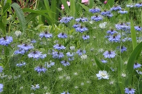 Miniatura 3 de Blue Love in a Mist, semillas de flores de Nigella Damascena, 25 unidades de la marca COOL BEANS N SPROUTS