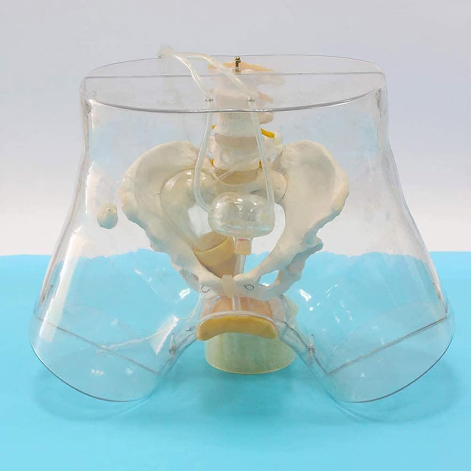 Teaching Model,Manikin Teaching Model, Advanced Transparent Female Urethral Catheterization Curettage Model for Gynecology Medical Training Study Practice