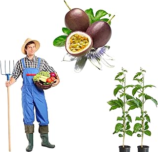 Save with 2 Pack Passion Fruit Mother Fruit Plant for Home Planting, Deck Planting and Garden by Menoufia Nurseries