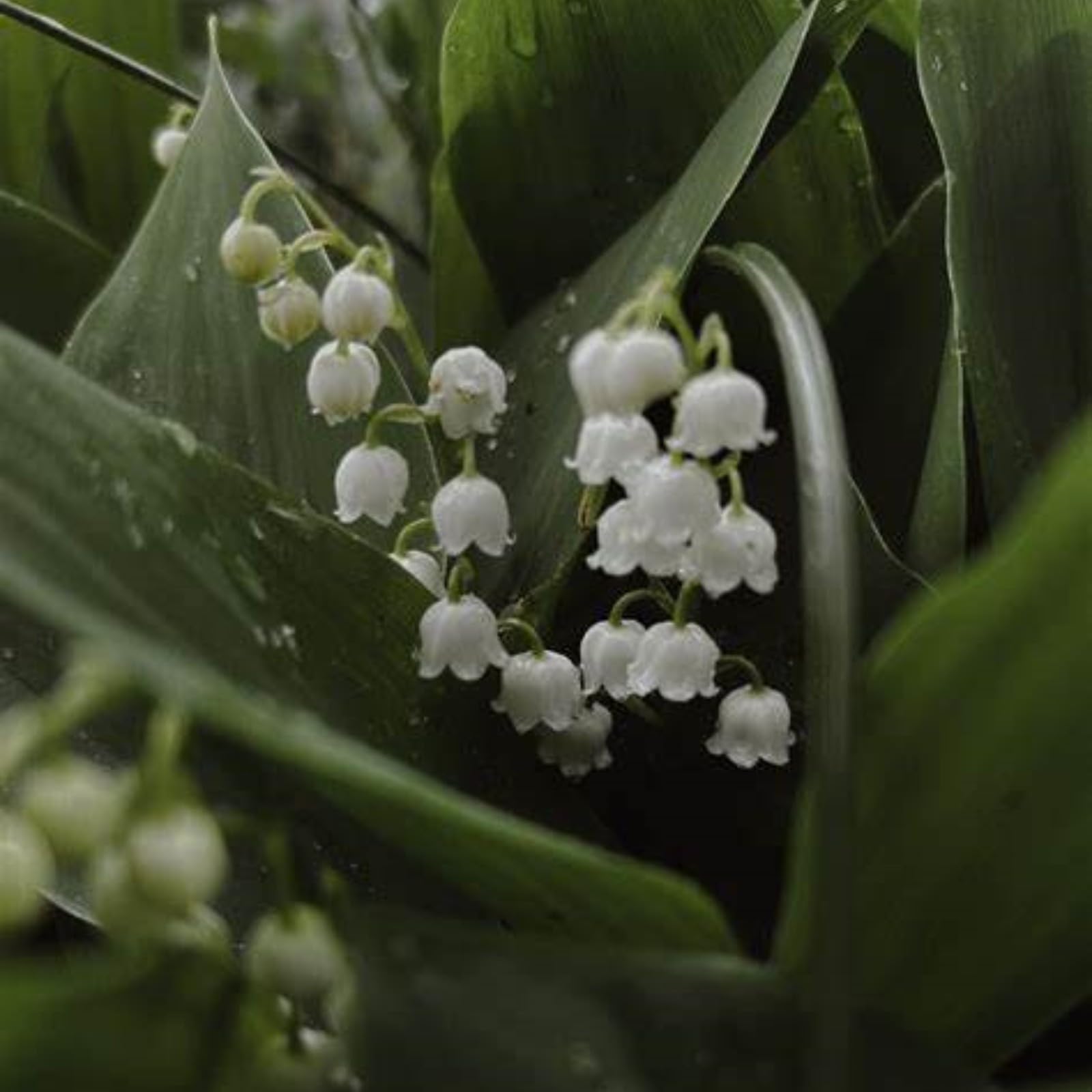 Lily of The Valley Bulbs Mix for Planting Now UK/Cut Flowers/Greening Flower/Strong Plants That Grow Well/Good for Containers/Natural Organic/Wedding Flowers.-25Bulbs-J