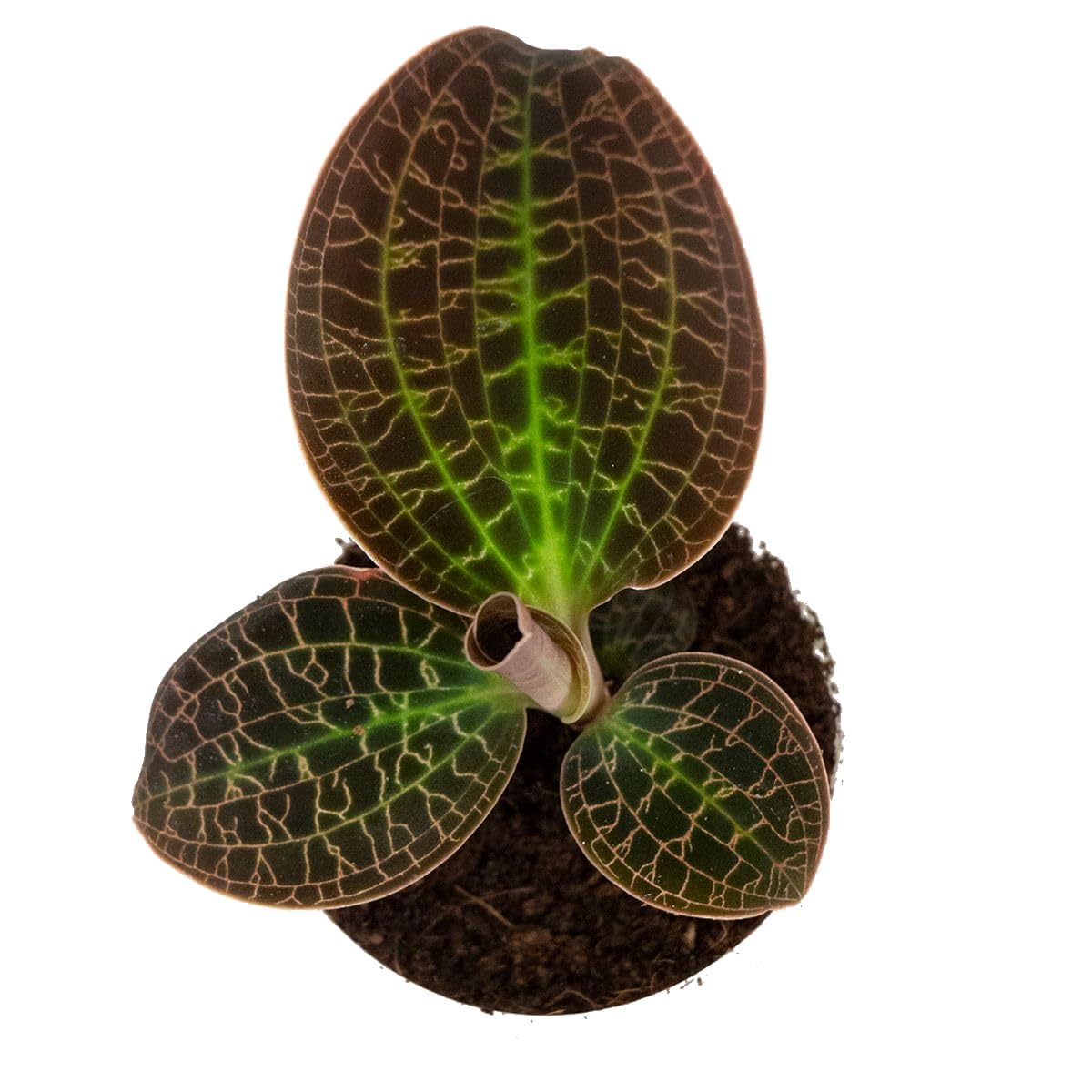 Exotenherz - Orchidée joyeuse - Macodes petola Tiger Eye - Mini orchidée terrestre avec feuilles originales - Pot de 6 cm