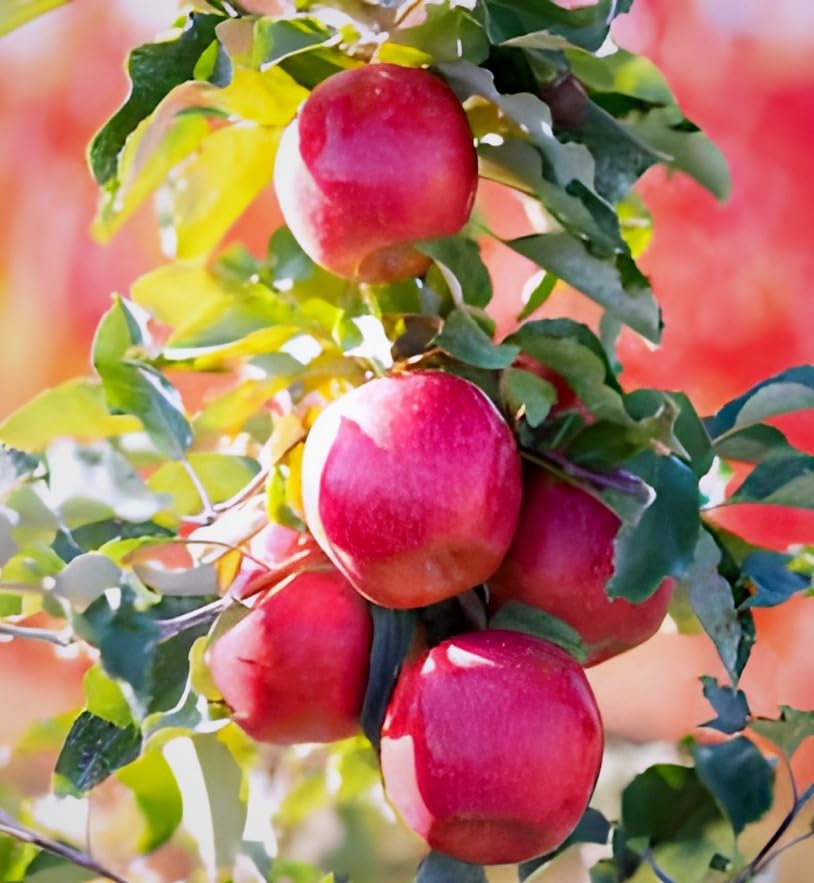 REMASLARIC-Red Apple Tree (Anna) "Specially Kashmir Variety" Suitable for Hot & Cold Climate Grafted (Fruit After 1 Year) (B0DBZMT35B) Amazon Price History, Amazon Price Tracker