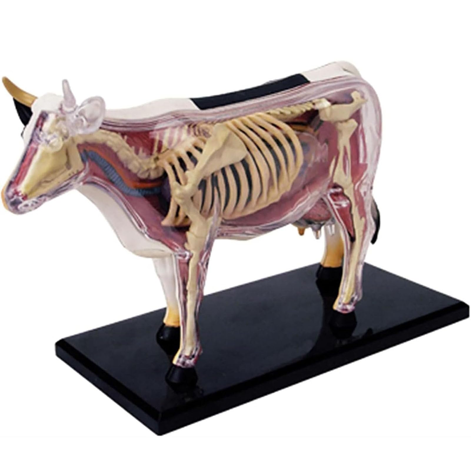 AMITD Modelo 4D de anatomía de vaca, 29 piezas, para entrenamiento y educación veterinaria