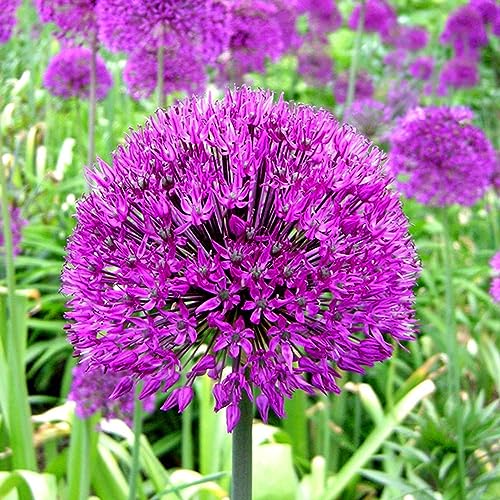 Allium Purple Sensation Dutch Garlic Spring Flowering Bulbs (10)