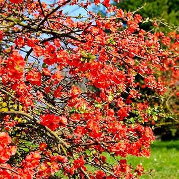 Brighter Blooms - Red Flowering Quince Tree 1 Gallon - A Burst of Scarlet in Spring - No Shipping to AK, AZ, HI