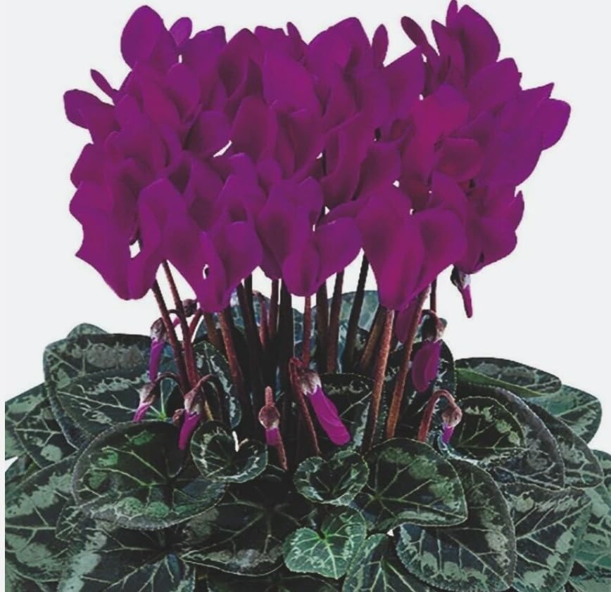 Cyclamen persicum Metis F1 Purple | x 6 Plug Plants | Bedding