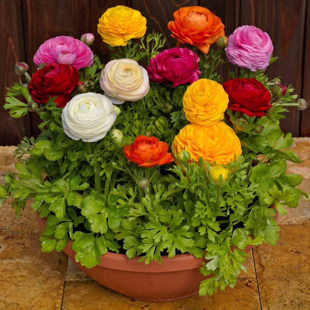 Ranunculus Flower Bulbs Mix Colour (5 Bulbs) By Zabbus