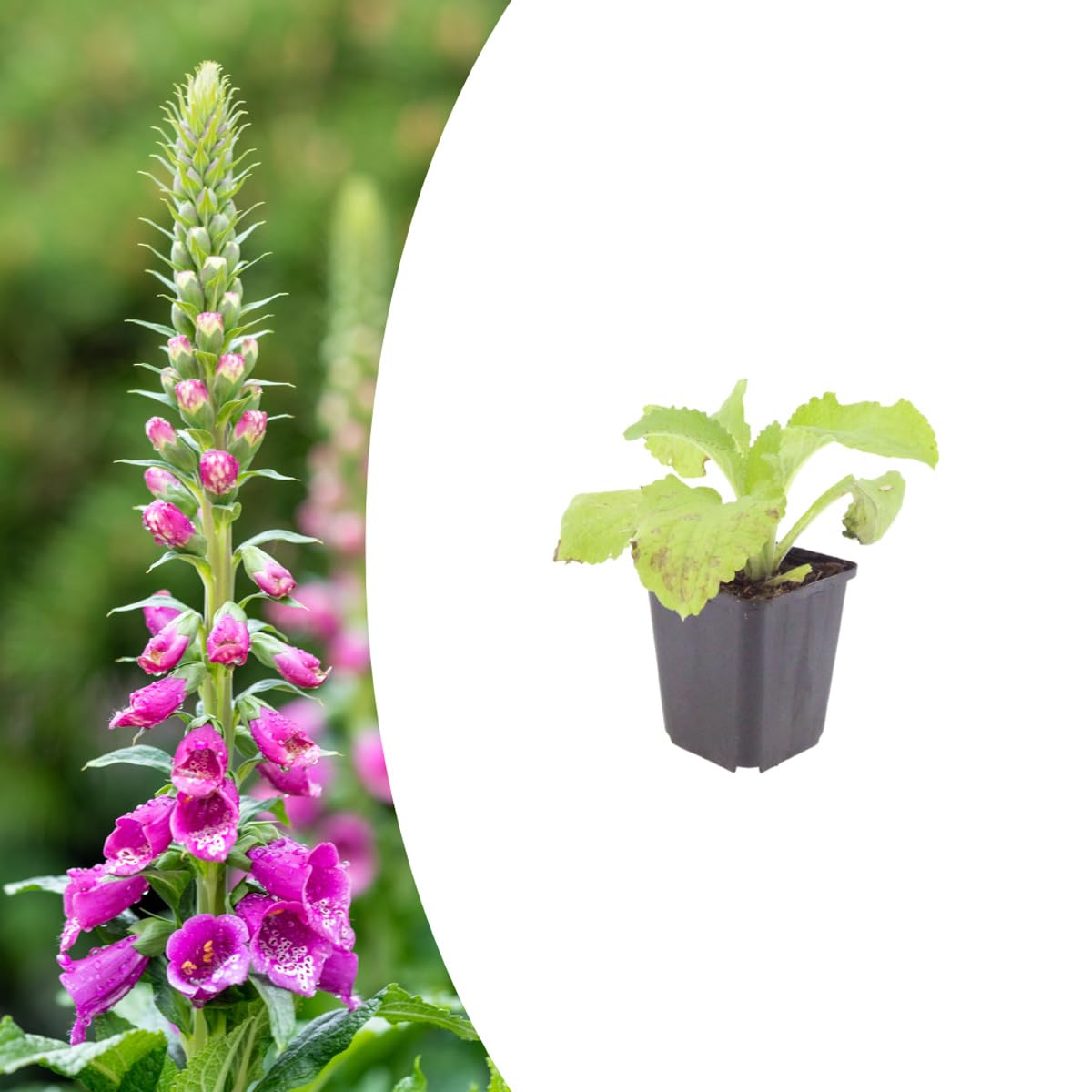 Digitalis purpurea | 6 pezzi - 10-25cm - Ø9cm - Pianta da giardino