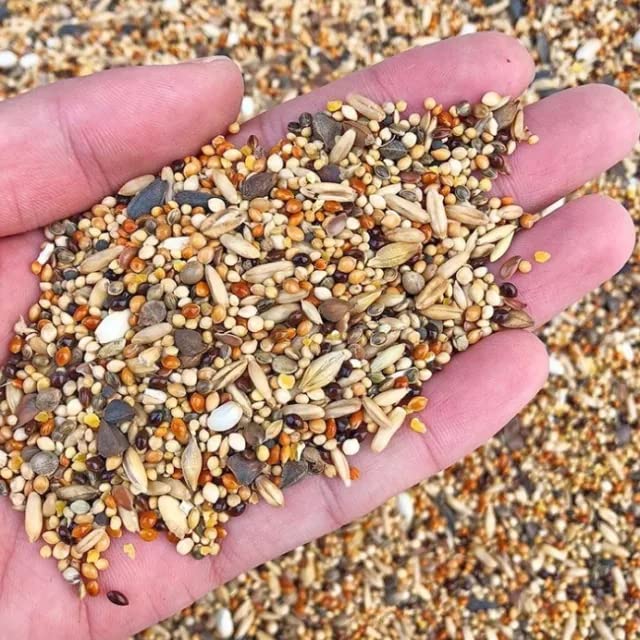 See full amazon price history chart for Canoodle Premium Bird Food for All Life Stages, Selected Mix Seeds. (Budgies 450gm) Canoodle Premium Bird Food for All Life Stages, Selected Mix Seeds. (Budgies 450gm) (B09TFRTKSF) Amazon Price History, Amazon Price Tracker