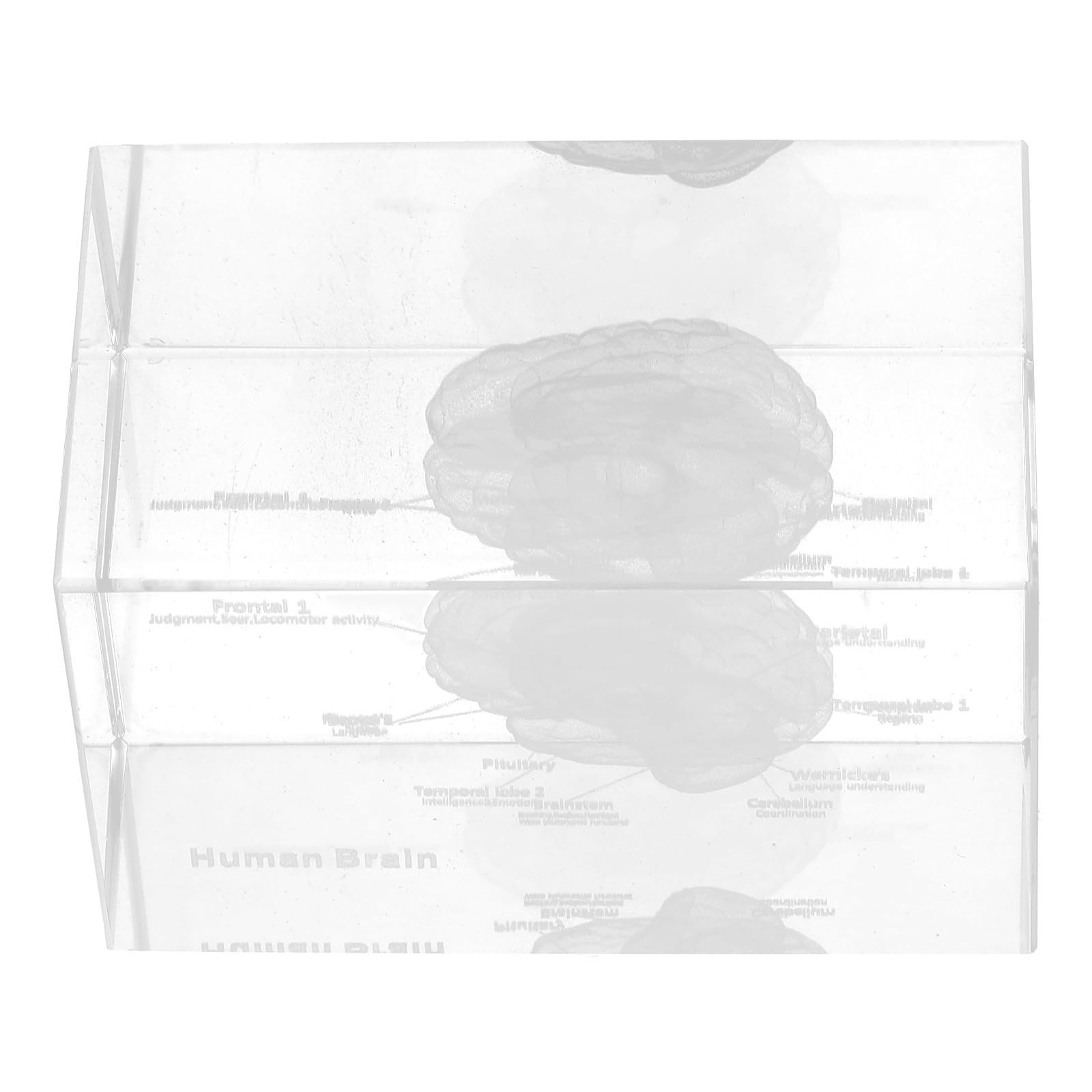 Cerebro humano en cubo de cristal 3D Lurrose, el regalo ideal para estudiantes de medicina 8