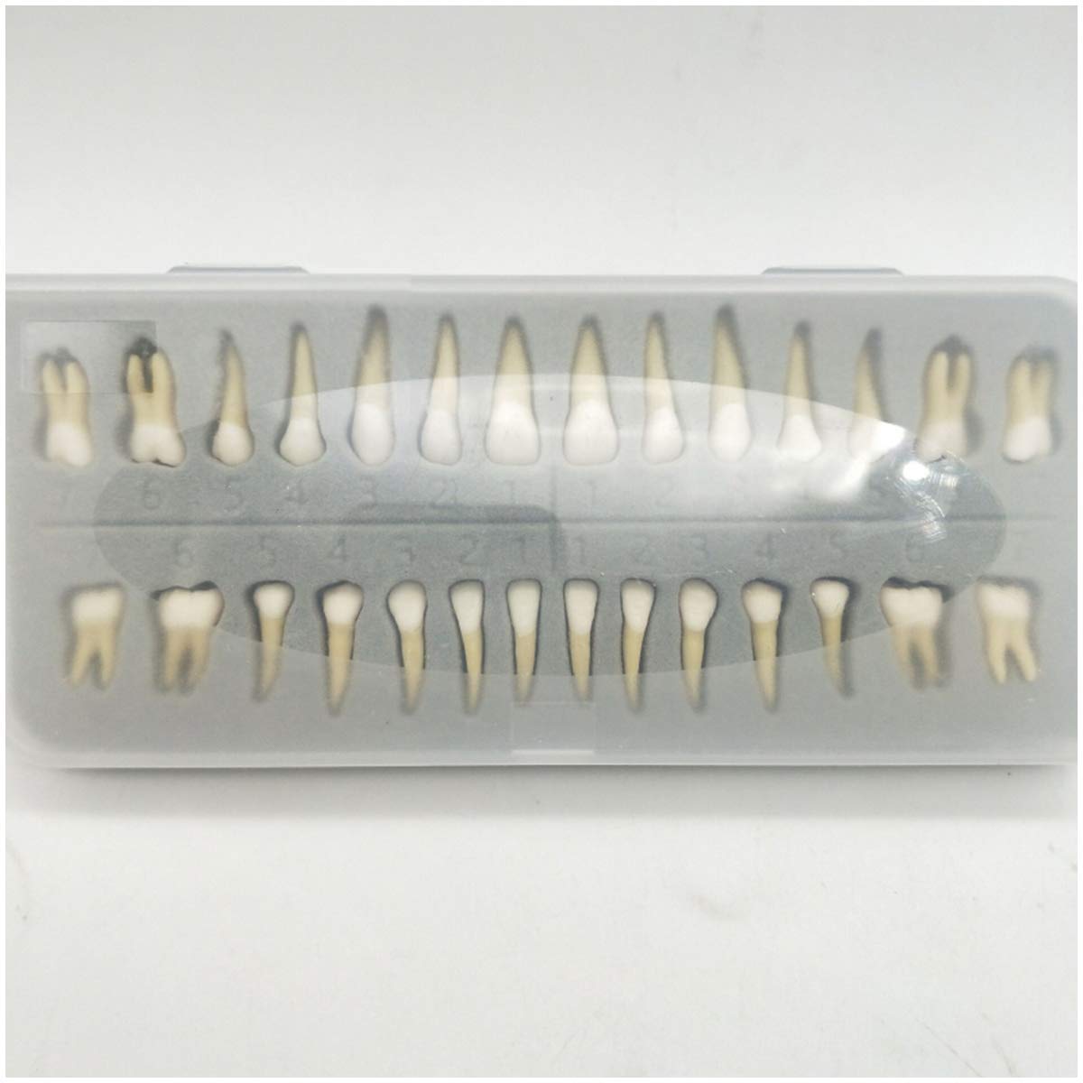 ERNZI Ensemble De 28 Pièces Modèle De Dents Permanentes Bicolores G Modèle Dentaire G Modèle De Dents Standard pour Adultes G pour Démonstration Modèle D'enseignement Médical, Matériel De Laboratoire
