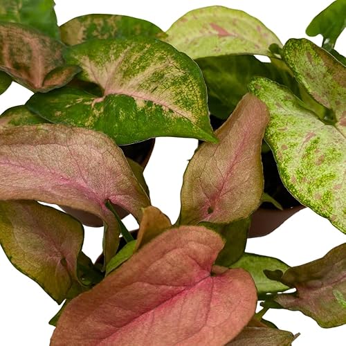 Miniatura 5 de BubbleBlooms Surtido de variedades Syngonium, 3 syngoniums diferentes en macetas de 2 pulgadas