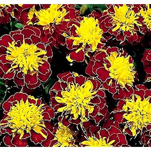Premier Seeds Direct Marigold Dwarf Tagetes Seeds Cover