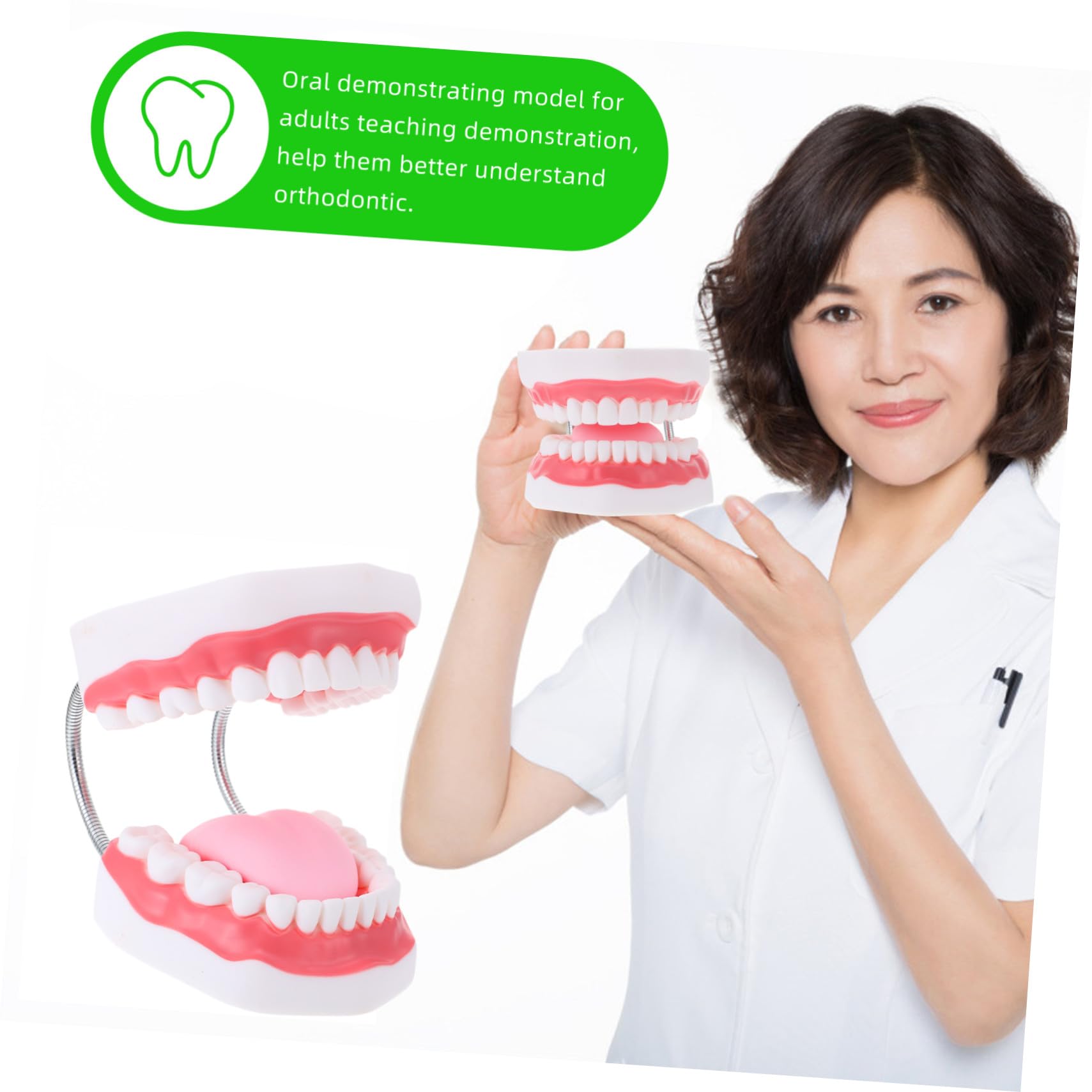 Modello Dentale per Ragazzo Ragazza in Pvc Bianco 6x con Spazzolino | Ausilio Didattico Educativo, Comunicazione Genitore-figlio, Forma Creativa