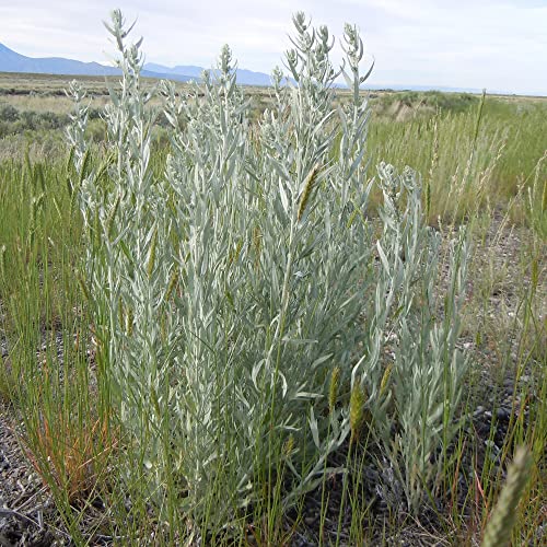 White Sagebrush Seeds Artemisia Ludoviciana, Louisiana Sage, Gray Sagewort Herbaceous Perennial Fragrant Garden Bed Border Outdoor 200Pcs Herb Seeds By Yegaol Garden #TOP3