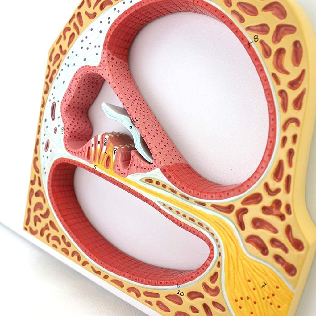 Anatomie Anatomique, Modèle Anatomique, Organe Auditif, Organe, Corps De L'Oto-Rhino-Laryngologie, Matériel Didactique Médical, Modèle De Spirale Cochléaire