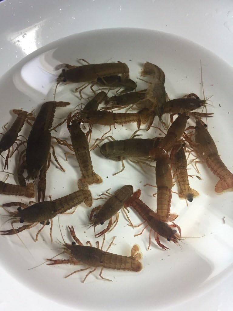 クール宅急便 活エサ 釣り餌 ザリガニ 30匹セット 5cm 7cm Mサイズ 釣りえさ