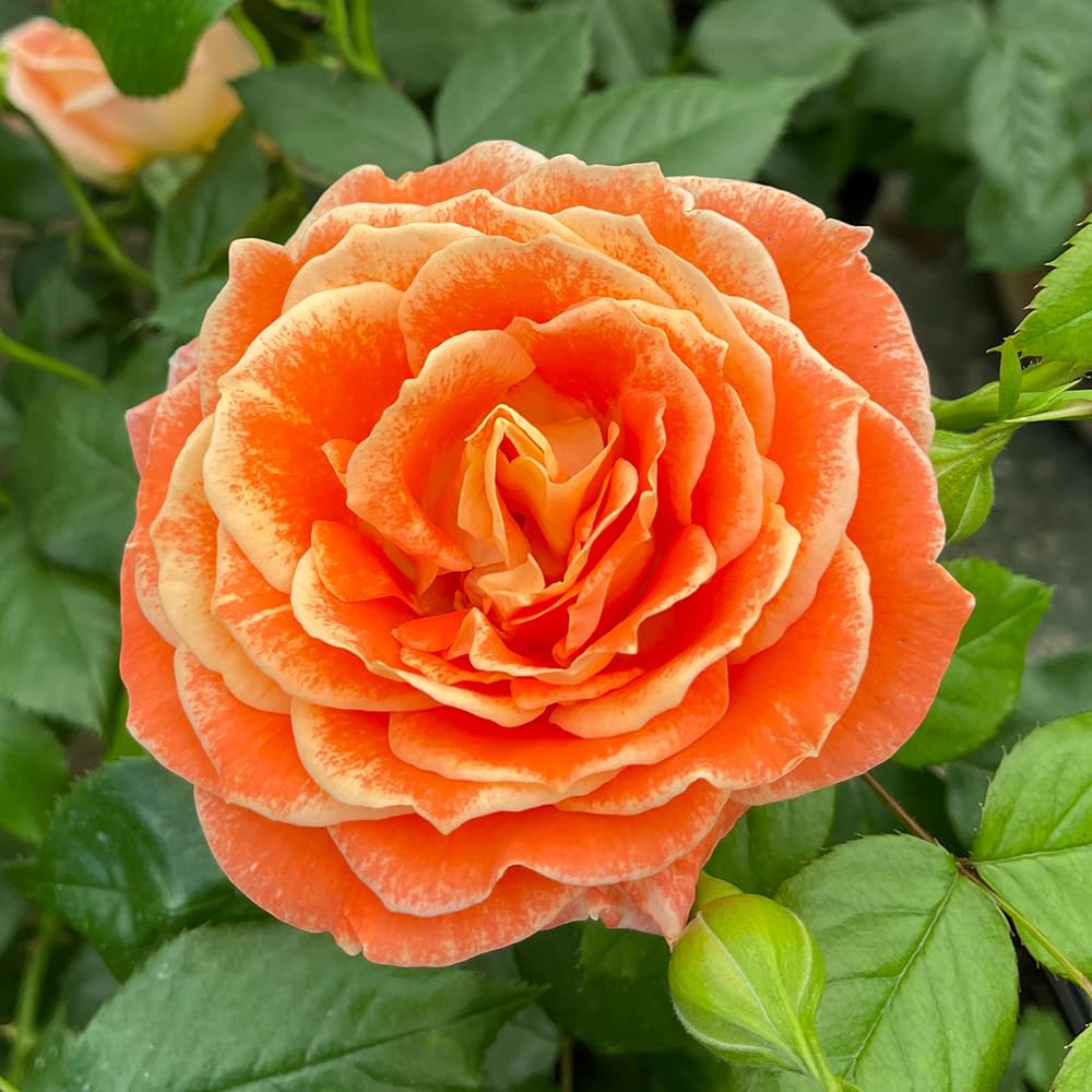 Yougarden Harkness Rose 'fab At 50' Birthday Present50Th GiftPresented In A 4 Litre PotReady To Plant from B&Q