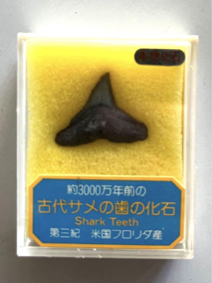 Amazon.co.jp: 化石 3世紀 米国フロリダ産 約3000万年前 古代サメの歯 