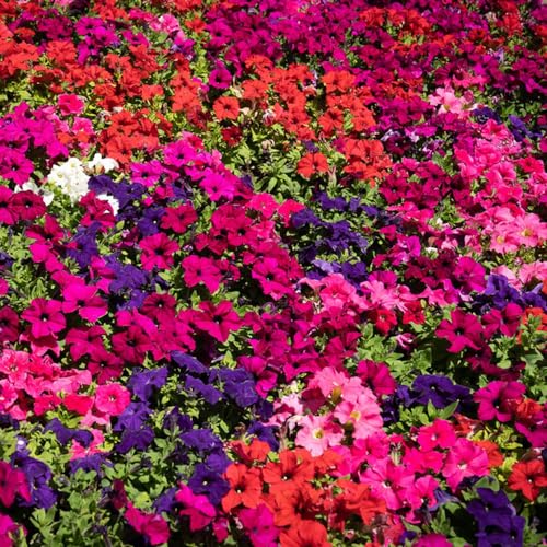 semi di petunia - giardino sul balcone resistenti all'esterno biologici 300pcs