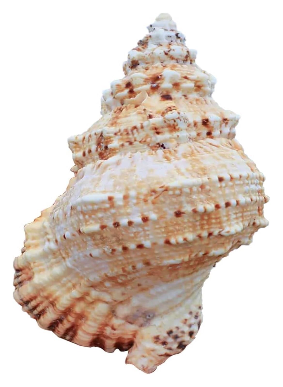 YAYREC Shells，Sea shells，Beach Seashells， Natural Sea Beach Seashells Huge Ocean Conch Huge Ocean Conch Seashells for Beach Theme Party Home Decorations(25~27CM)