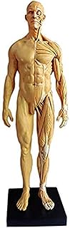 Study Model Educational Model Male Anatomy Figure Model Pu Material Human Anatomical Muscle Bone Model Art Human Muscle Skull Head Bone Anatomical Structure Model for Artist Drawing Study,Medical Mod