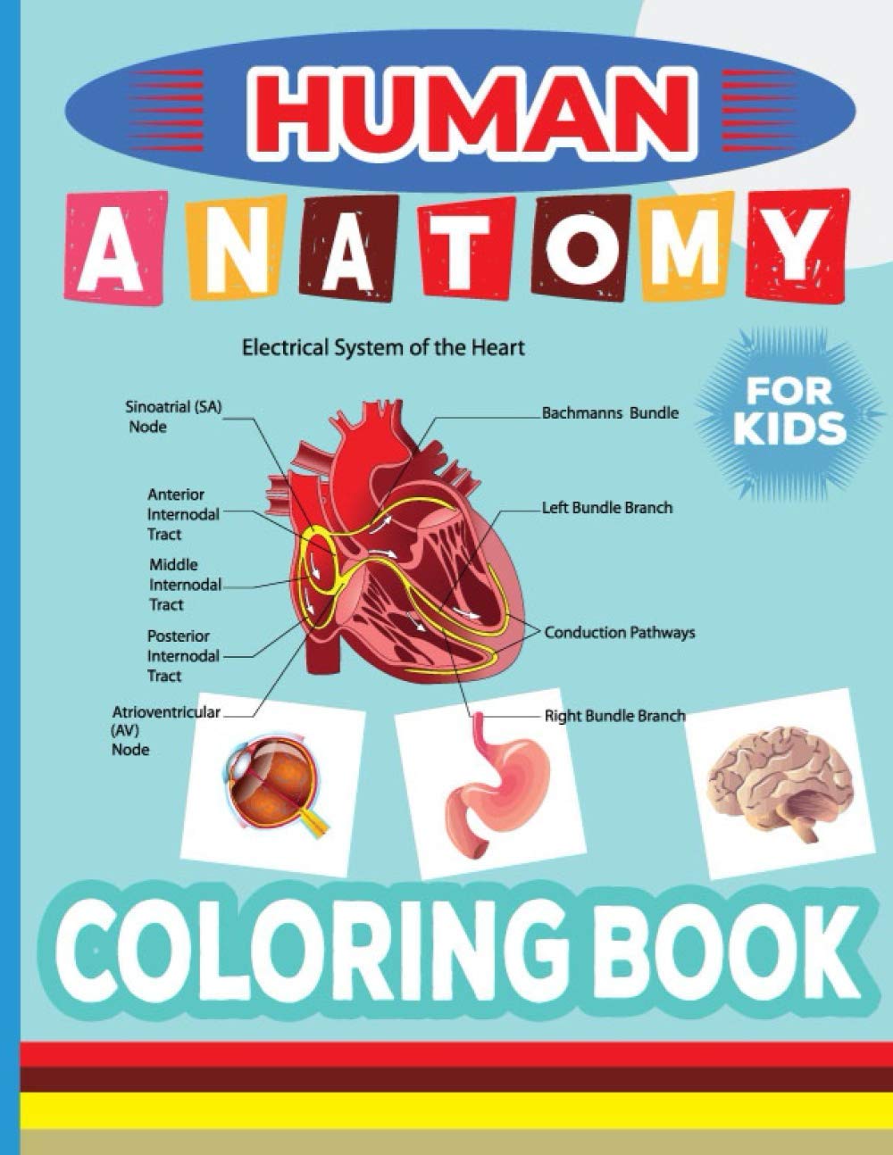 Buy Human Anatomy Coloring Book For Kids: A visual analogy guide to ...