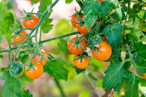 Miniatura 2 de Semillas de tomate cherry "Gold Nugget" para plantar, más de 25 semillas tradicionales por paquete, semillas de jardín de Isla (semillas de jardín