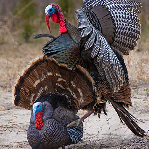 Higdon Outdoors Apex Full Strut Tom Turkey Decoy with Magnetic Removeable Fan for Turkey Hunting