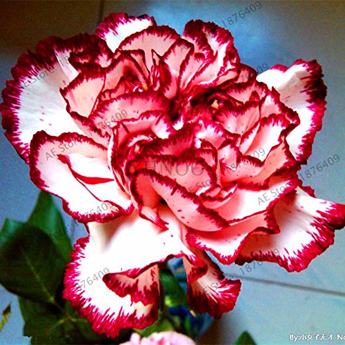 Graines d'oeillet Bonsaï Dianthus caryophyllus Fleurs Graines pour plantes de jardin DIY à la maison Paquet de 500 graines